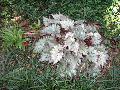Rex Begonia / Begonia rex-cultorum